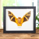 Painted Bat Taxidermy (Kerivoula picta)