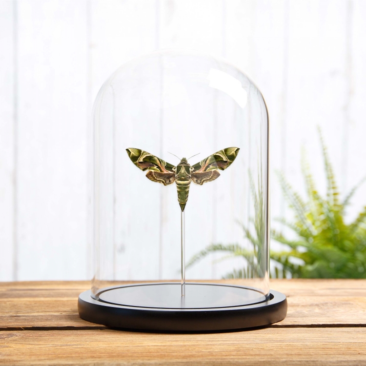 Glass dome with 2 Blue Emperor butterflies (papilio ulysses)