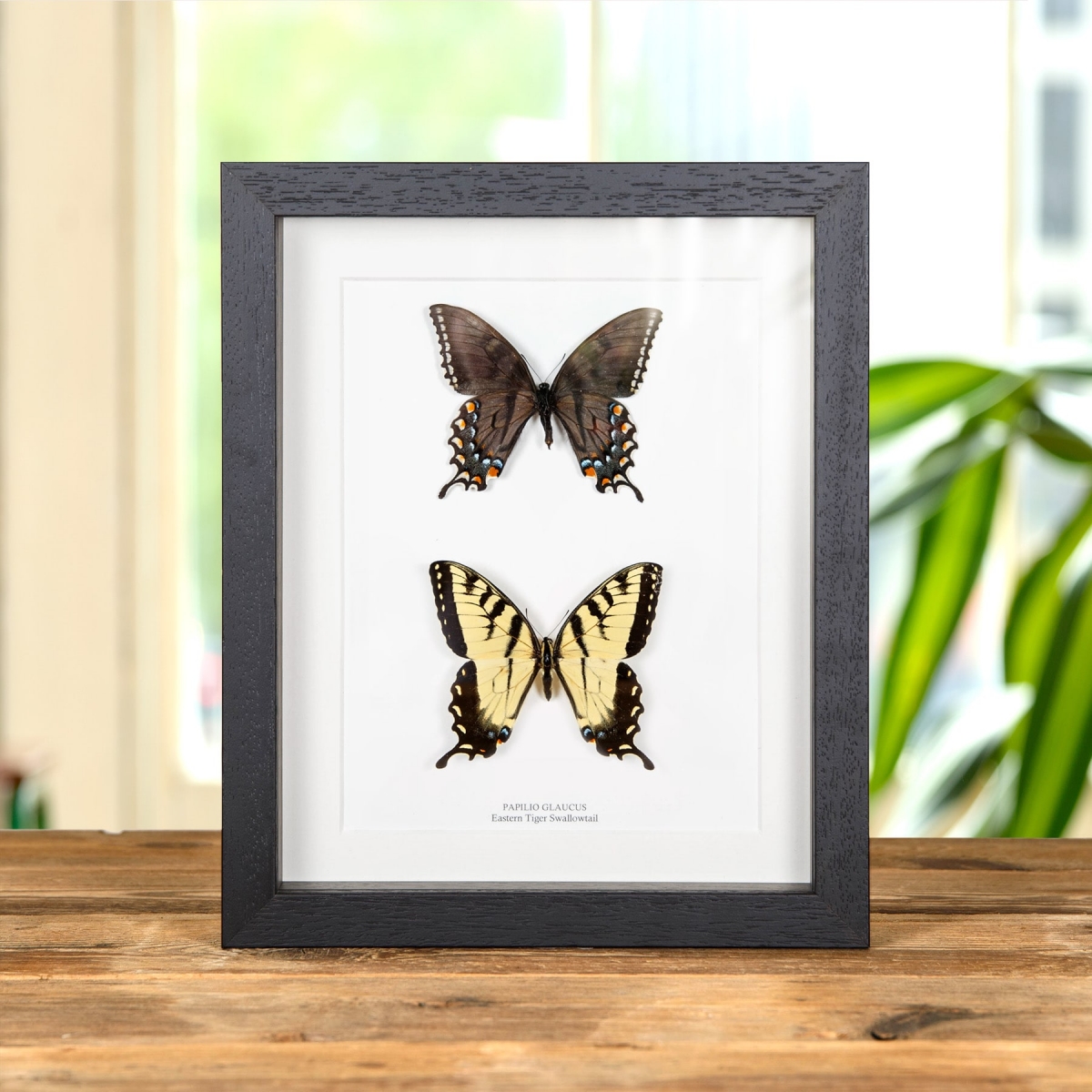 female eastern tiger swallowtail butterfly