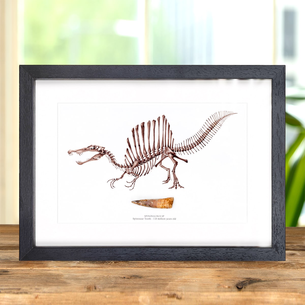 Spinosaur Illustration with Tooth Fossil - (Spinosaurus sp)