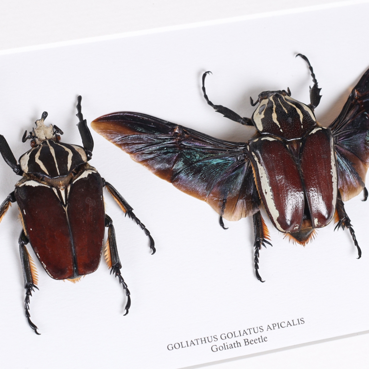 Goliathus goliatus apicalis 90mm CONGO昆虫用品