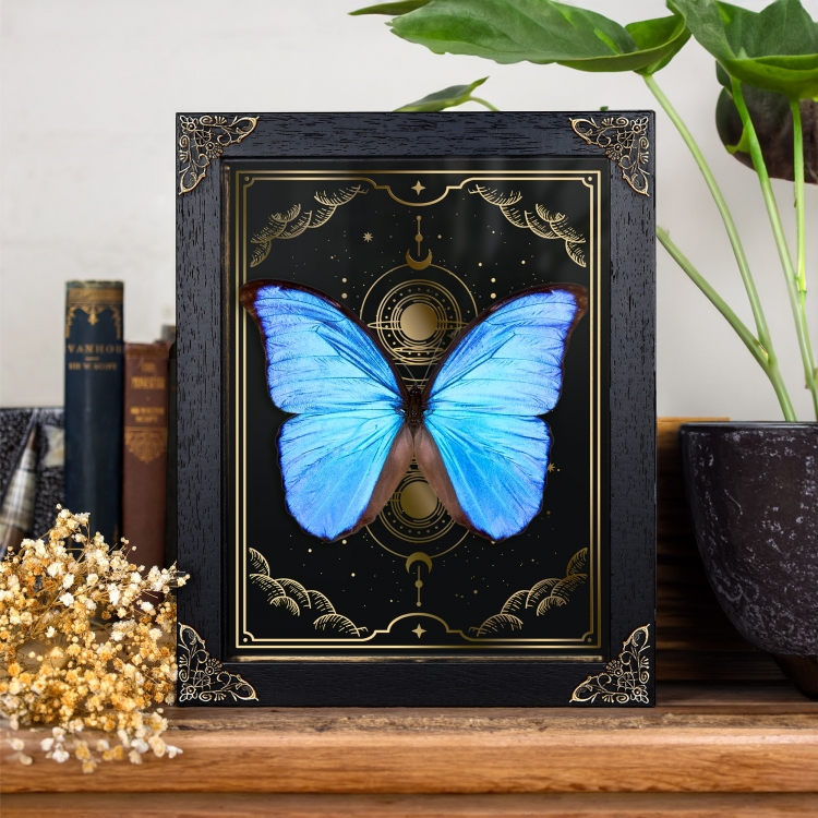 Butterfly: Blue Morpho didius Airtight Acrylic Frame (10 x 10 x  1.5)