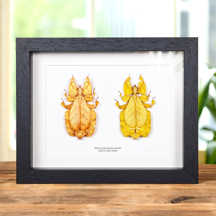 Gray's Leaf Insect Orange & Yellow Pair In Box Frame (Phyllium bioculatum)