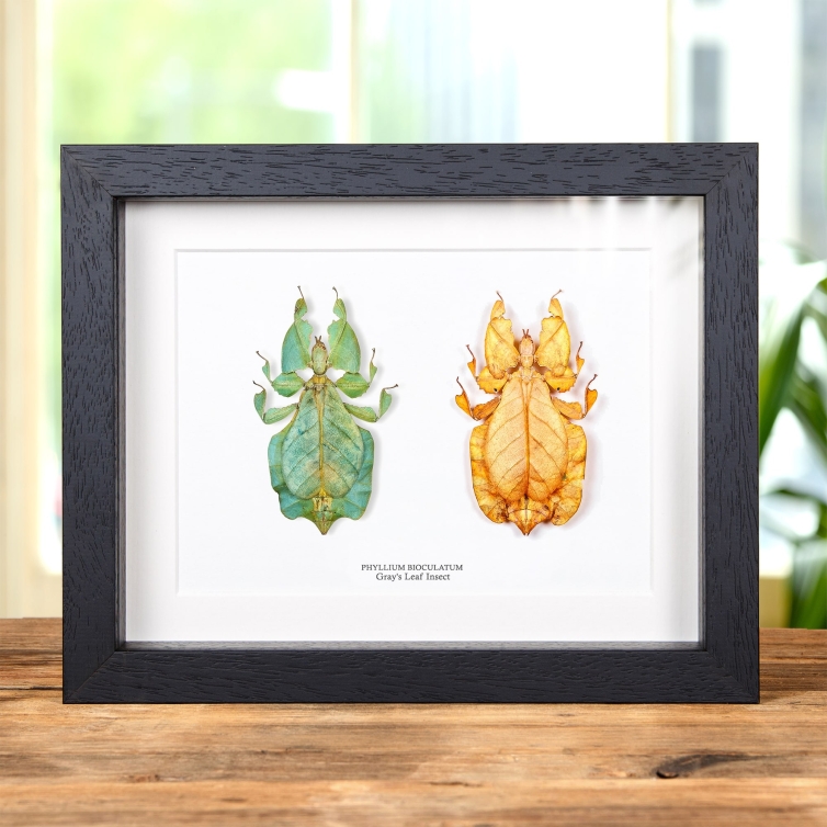Gray's Leaf Insect Green & Orange Pair In Box Frame (Phyllium bioculatum)