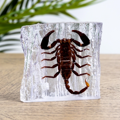 Giant Forest Scorpion In Resin (Heterometrus sp)