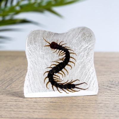 Centipede in Resin (Centipede)