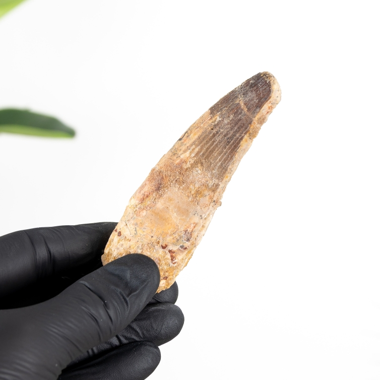3.81 Inch Spinosaurus Tooth Fossil (Spinosaurus aegyptiacus)