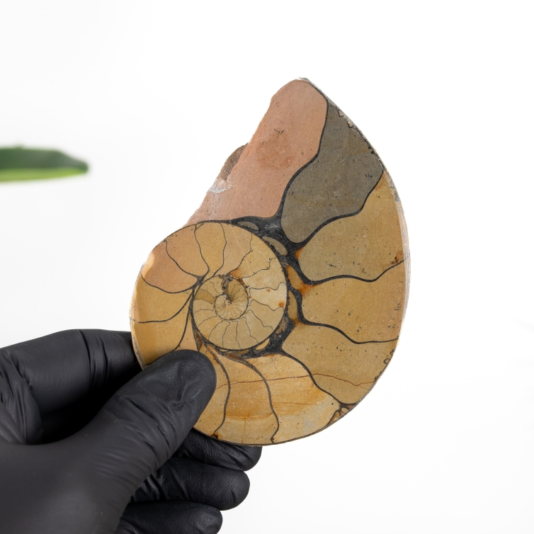 4.33 Inch Hematite Ammonite Cut & Polished Fossil (Cleoniceras sp)