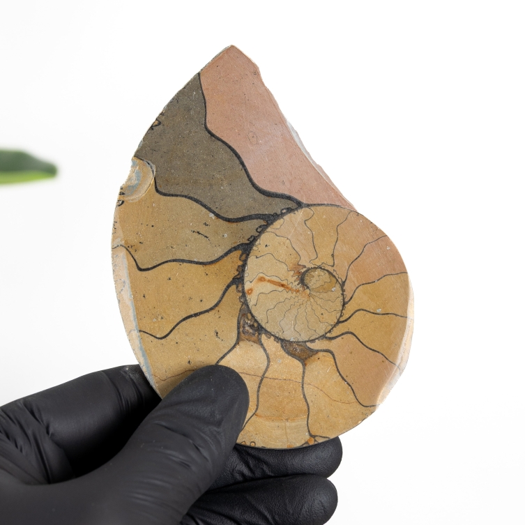 4.30 Inch Hematite Ammonite Cut & Polished Fossil (Cleoniceras sp)