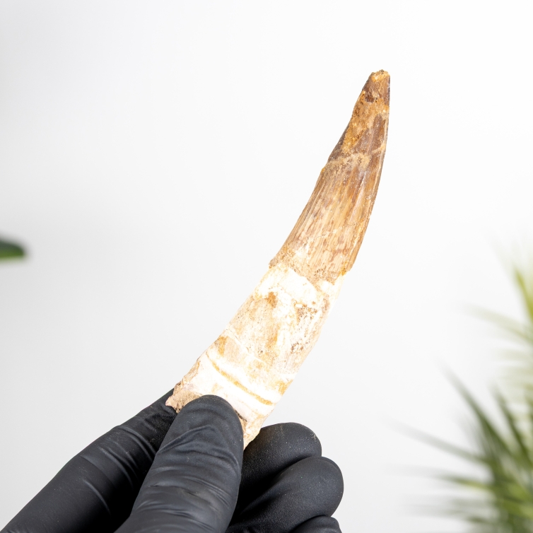 4.16 Inch Spinosaurus Tooth Fossil (Spinosaurus aegyptiacus)