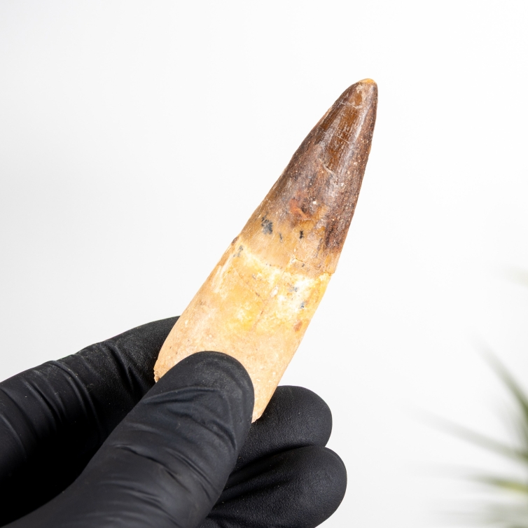 2.83 Inch Spinosaurus Tooth Fossil (Spinosaurus aegyptiacus)