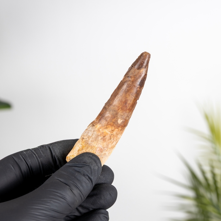 3.37 Inch Spinosaurus Tooth Fossil (Spinosaurus aegyptiacus)