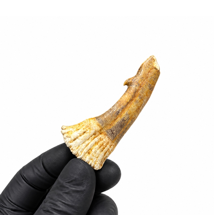 Sawskate Rostral Spine Tooth Fossil (Onchosaurus numidus)