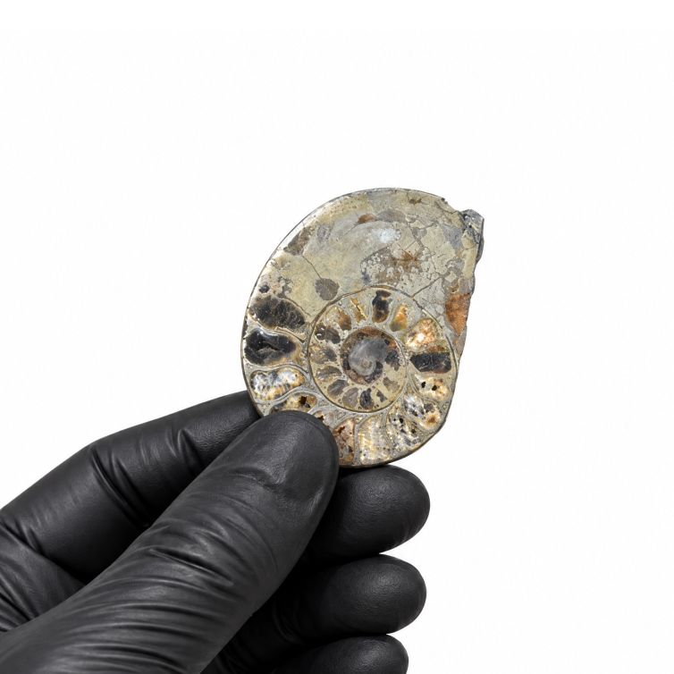 Pyrite Cut & Polished Ammonite Fossil (Cleoniceras sp)