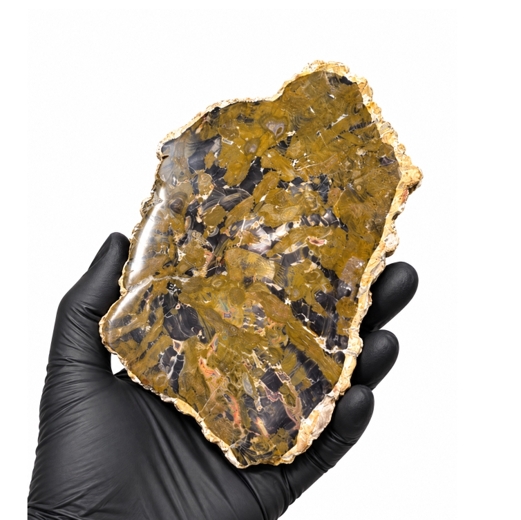 5.50 Inch Petrified Wood Fossil (Araucarioxylon arizonicum)