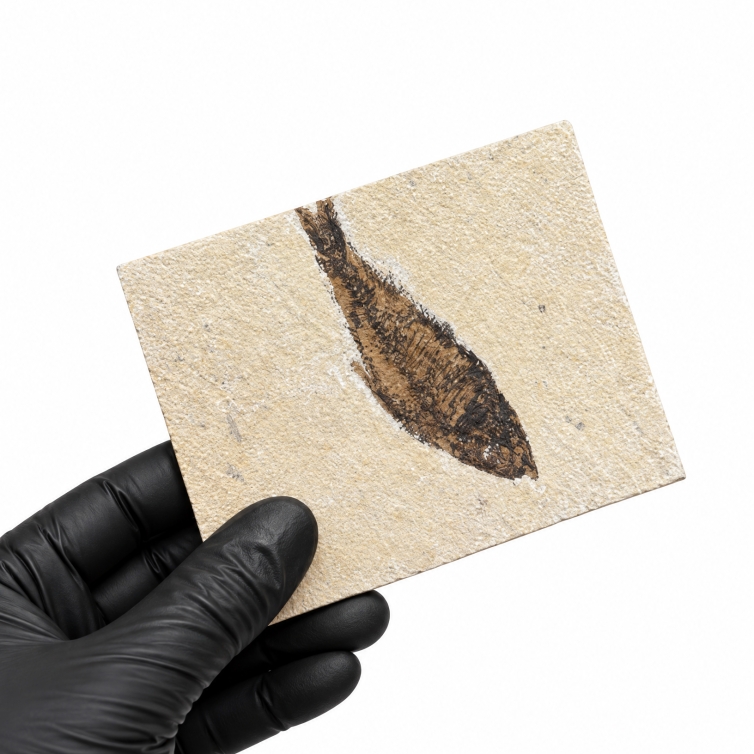 5 Inch Freshwater Herring Fossil (Knightia sp)