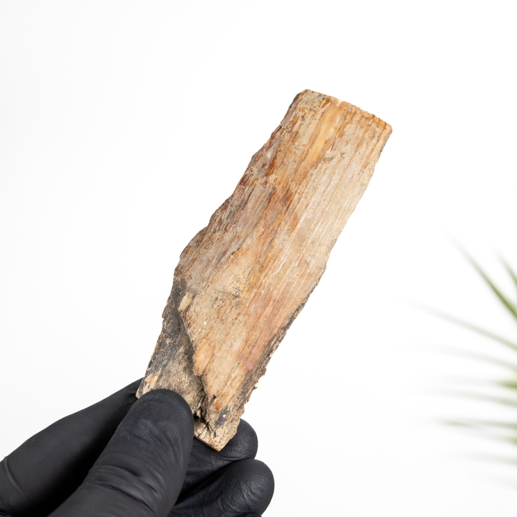 Siberian Mammoth Tusk Fossil (Mammuthus primigenius)