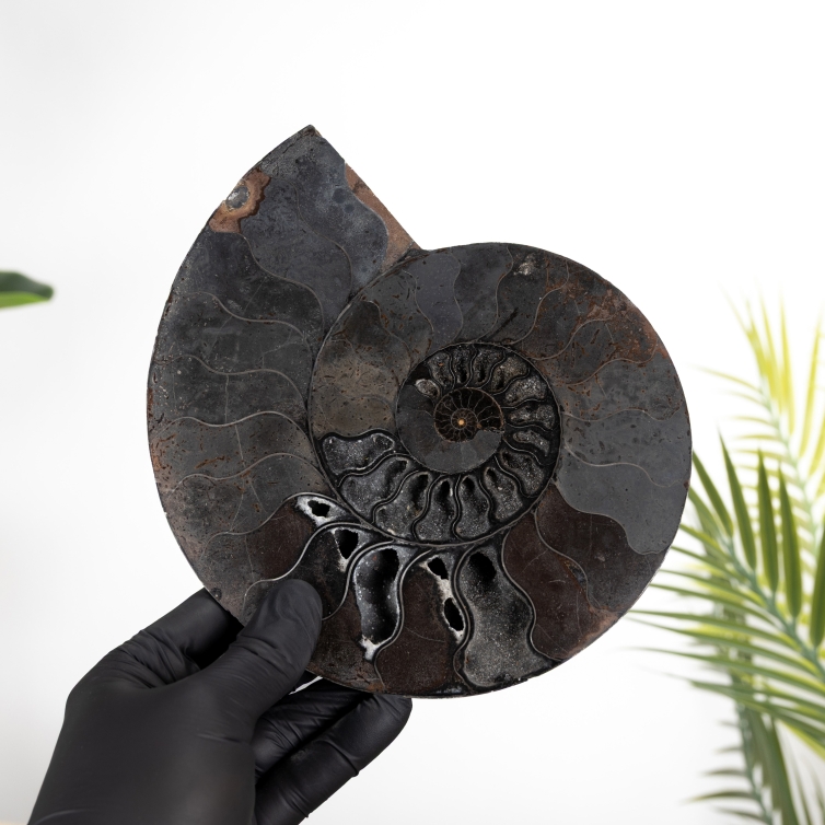Rare 8 Inch Black Ammonite Cut & Polished Fossil (Cleoniceras sp)