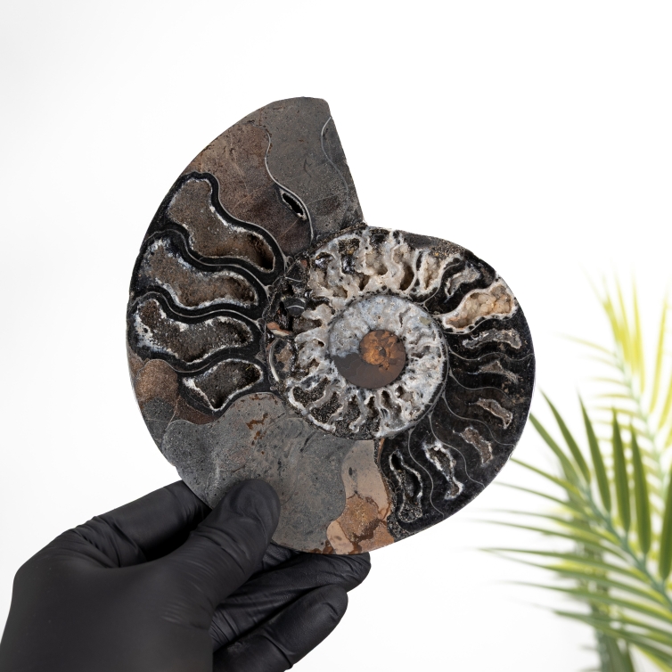 Rare 6.3 Inch Black Ammonite Cut & Polished Fossil (Cleoniceras sp)