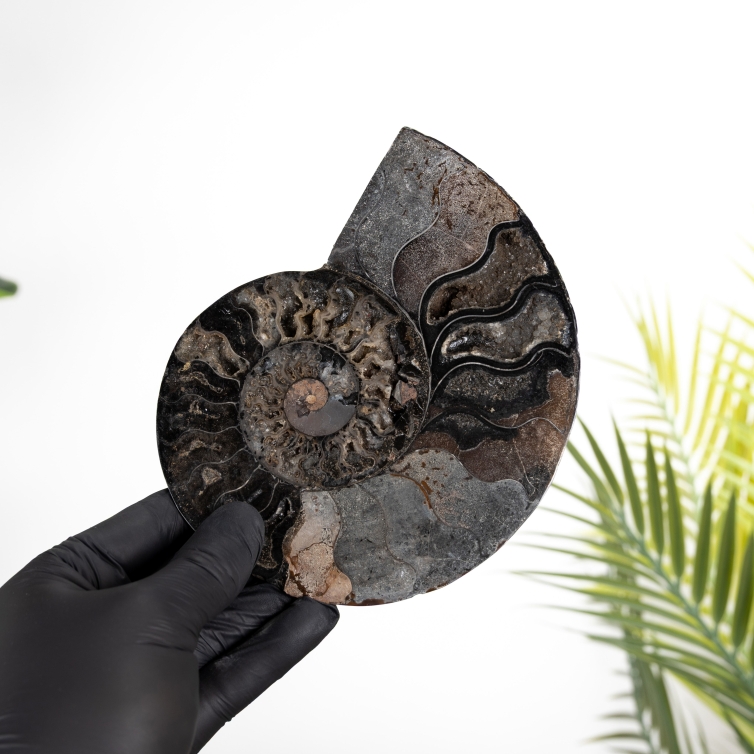 6.4 Inch Black Ammonite Cut & Polished Fossil (Cleoniceras sp)