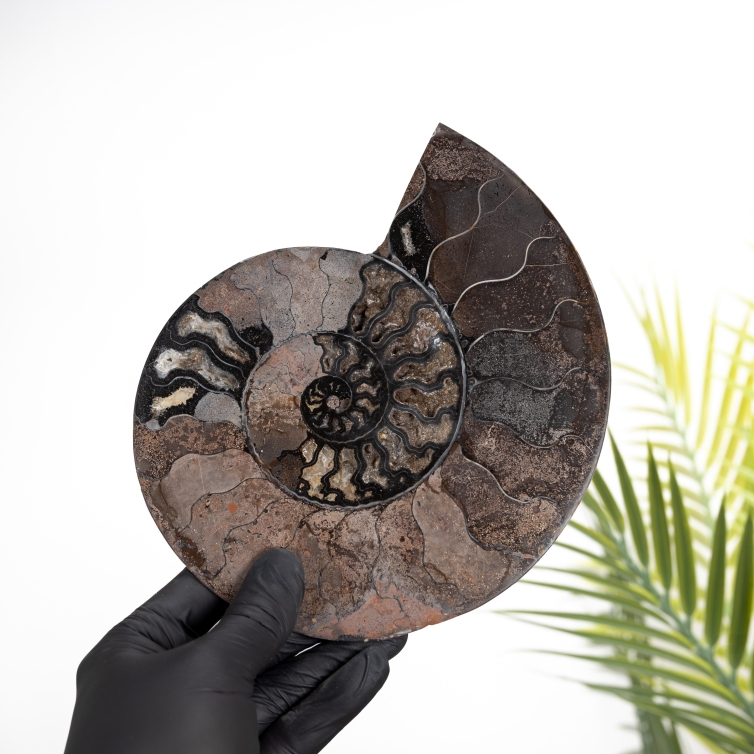 Rare 7.5 Inch Black Ammonite Cut & Polished Fossil (Cleoniceras sp)