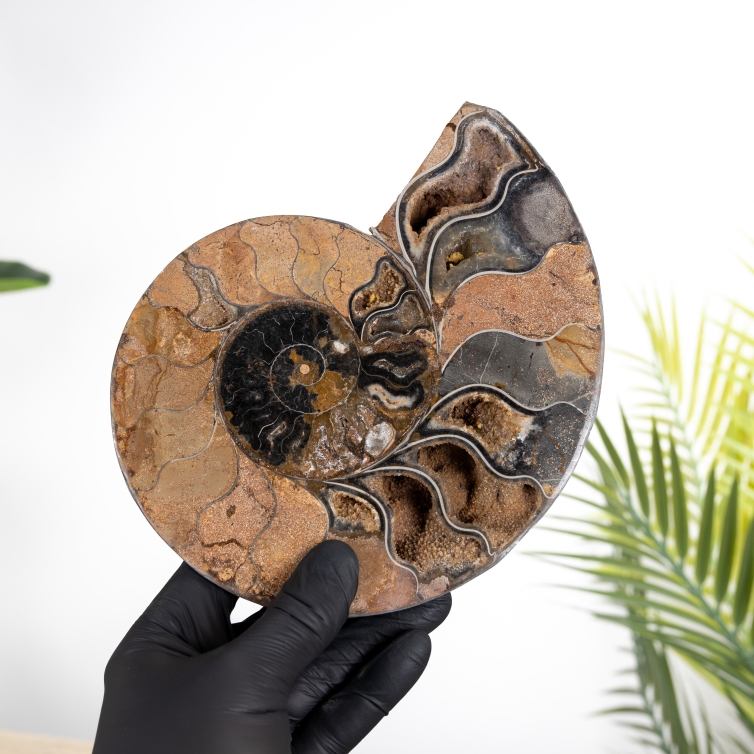 Rare 7.5 Inch Black Ammonite Cut & Polished Fossil (Cleoniceras sp)