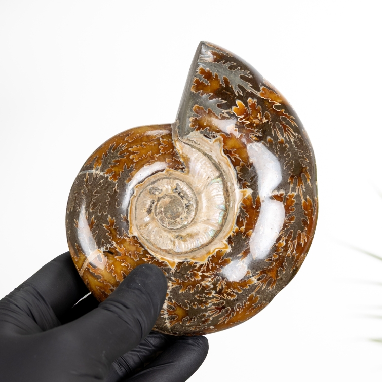 Large Whole Sutured Ammonite Fossil (Phylloceras sp)