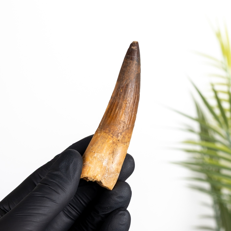 XL Spinosaurus Dinosaur Tooth Fossil (Spinosaurus aegyptiacus)