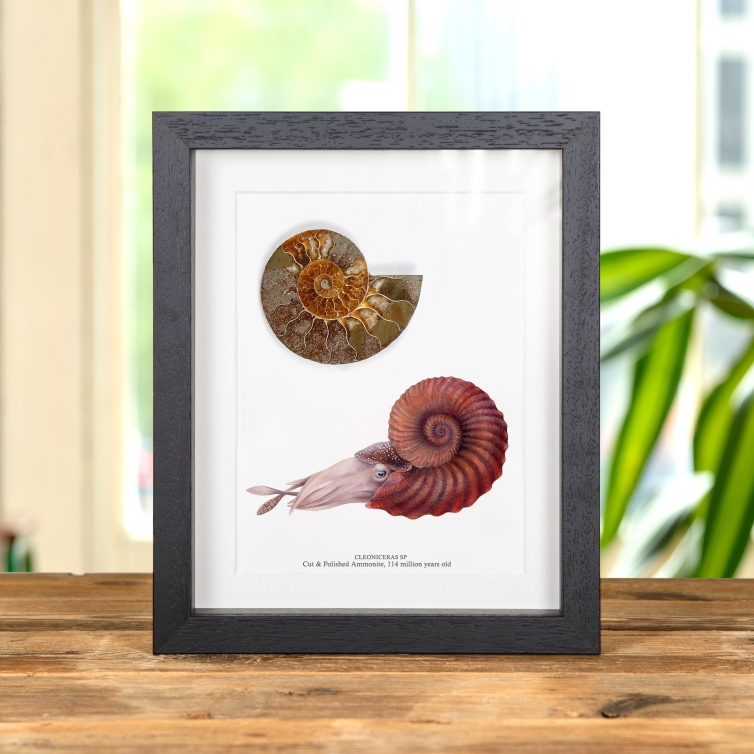 Cut & Polished Ammonite Fossil & Illustration In Box Frame (Cleoniceras sp)