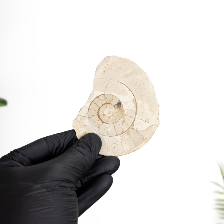 Large Limestone Ammonite (Cleoniceras sp)