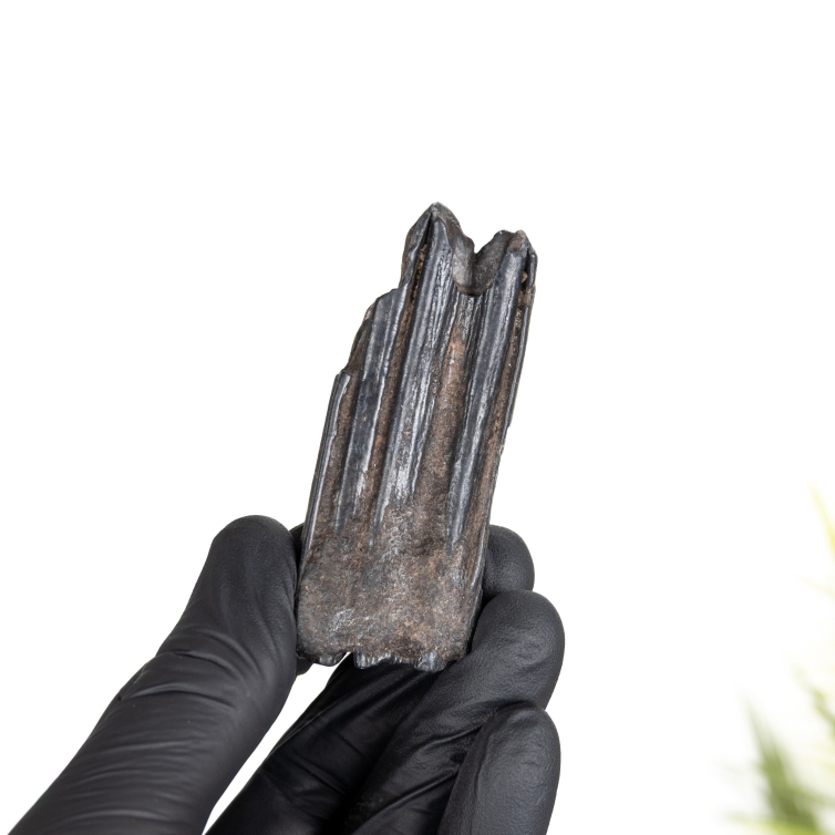 Horse Tooth Fossil (Equus sp)