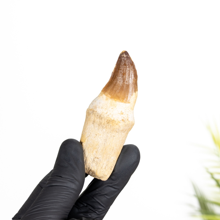 Small Mosasaur Tooth On Original Root (Mosasauridae sp)