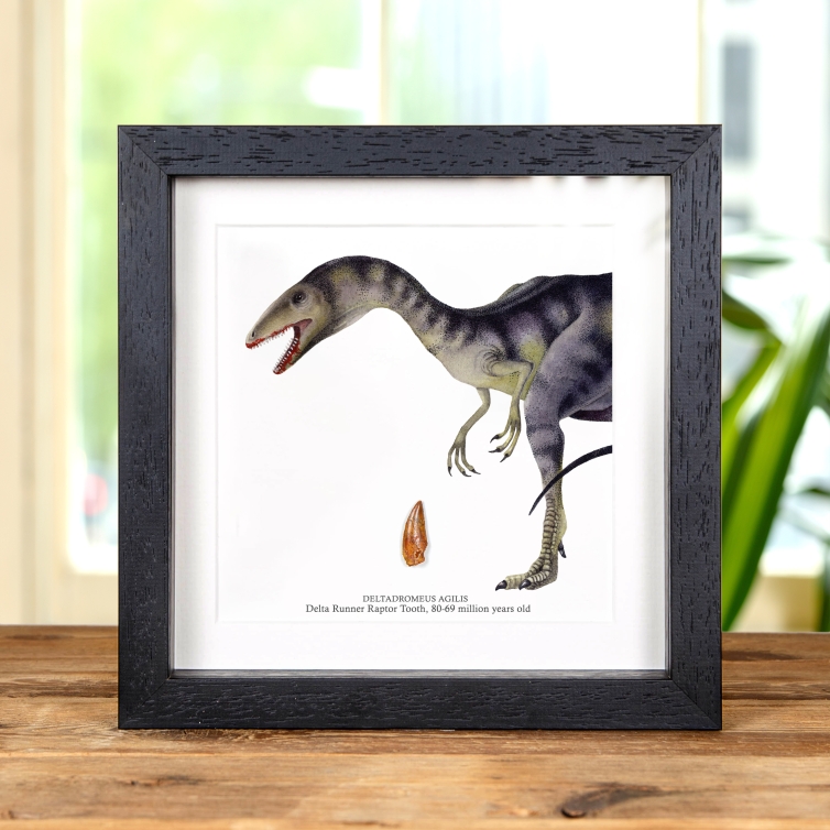 Delta Runner Raptor Dinosaur Tooth Fossil & Illustration in Box Frame (Deltadromeus agilis)