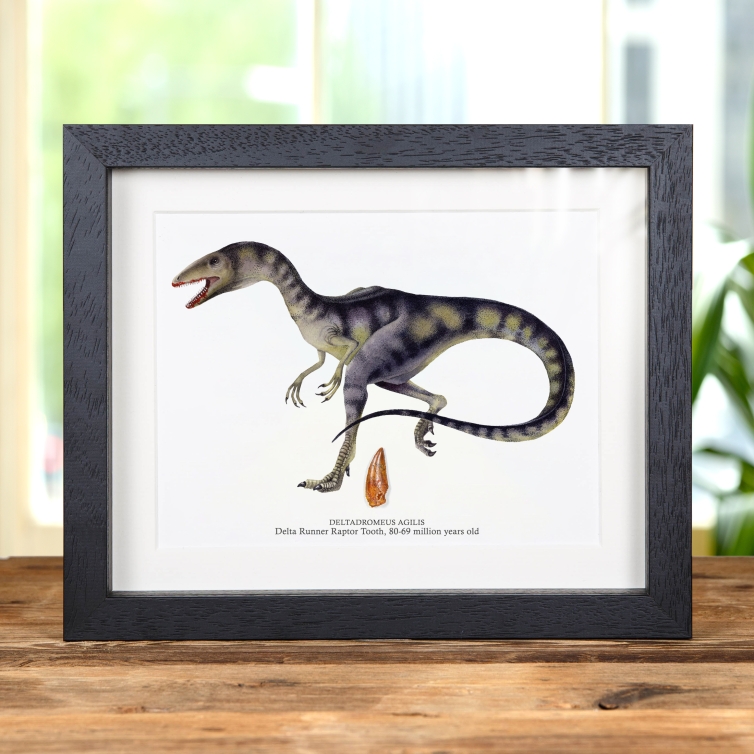 Delta Runner Raptor Dinosaur Tooth Fossil & Illustration in Box Frame (Deltadromeus agilis) #2