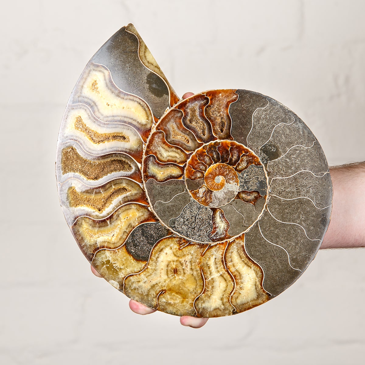Huge  inch Polished & Sliced Ammonite Fossil on Stand (Cleoniceras sp)