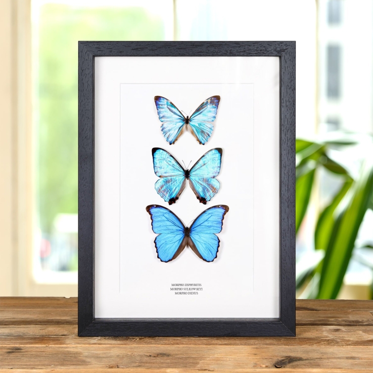 Multi Specimen Frame (Morpho zephyritis, sulkowskyi & didius)