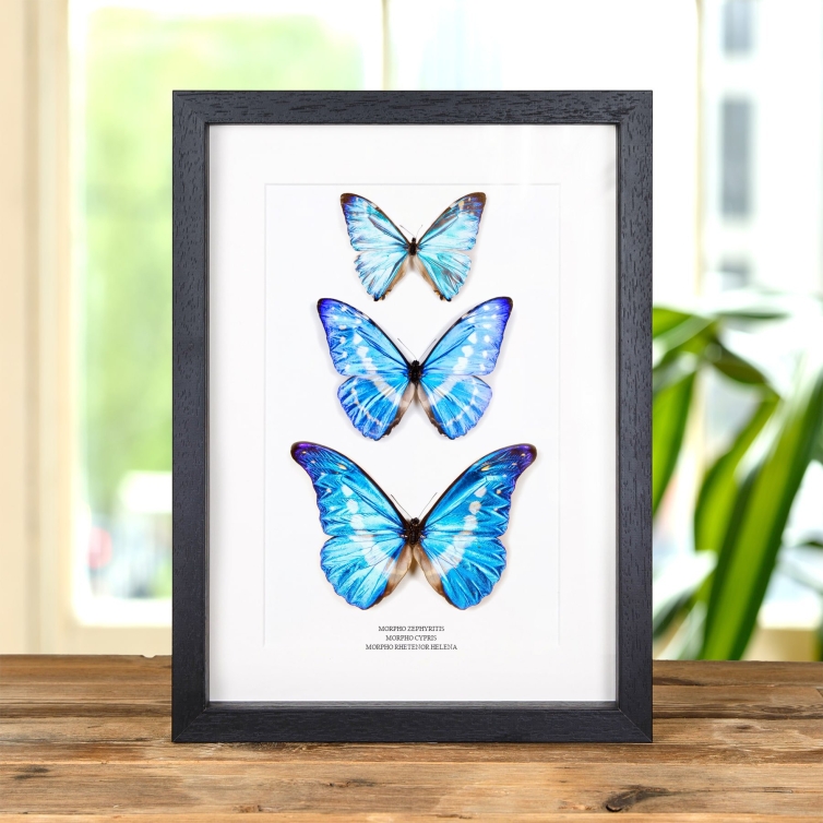 Multi Specimen Frame (Morpho zephyritis, cypris & rhetenor helena)