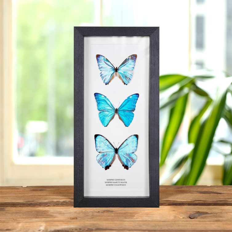 Multi Specimen Frame (Morpho zephyritis, marcus major & sulkowskyi)