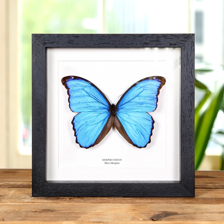 Blue Morpho Butterfly (Morpho didius)