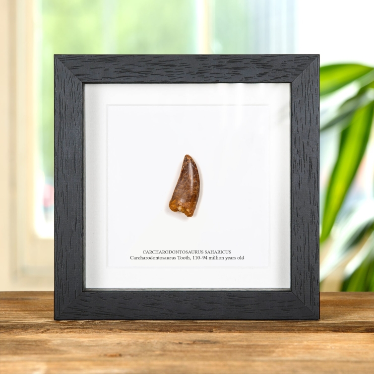 Carcharodontosaurus Dinosaur Tooth Fossil in Box Frame (Carcharodontosaurus saharicus)