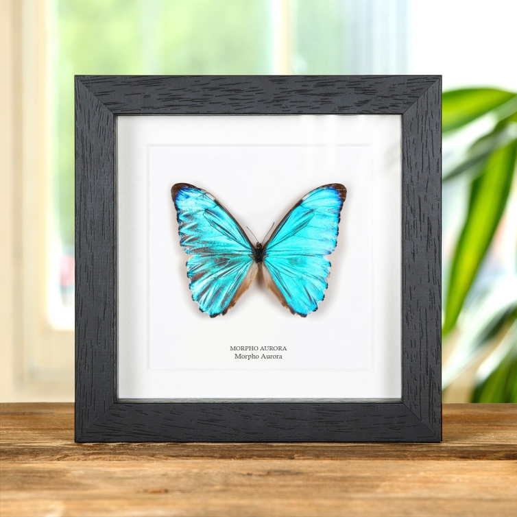 Aurora Morpho Butterfly In Box Frame (Morpho aurora)