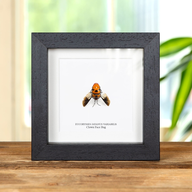 Clown Face Bug with Wings Spread In Box Frame (Eucorysses javanus variabilis)