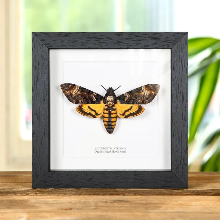 Death's Head Hawk Moth (Acherontia atropos)