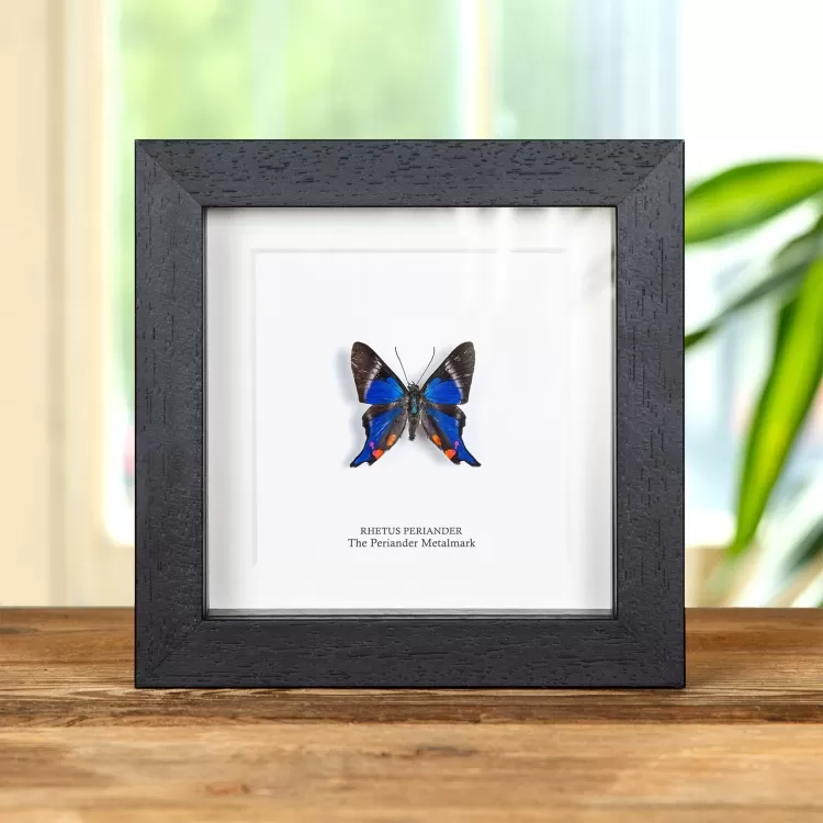 The Periander Metalmark Butterfly In Box Frame (Rhetus periander)