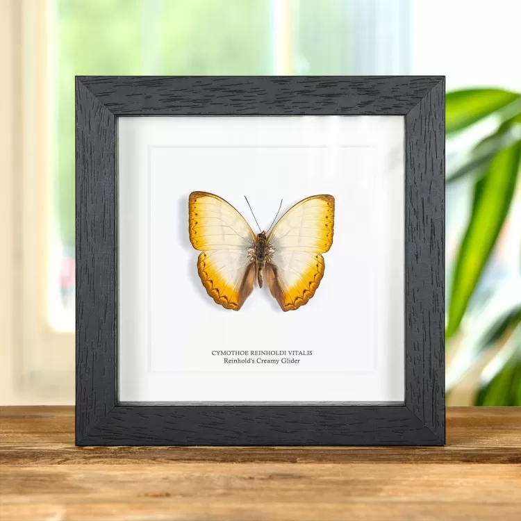 Reinhold's Creamy Glider Butterfly In Box Frame (Cymothoe reinholdi vitalis)