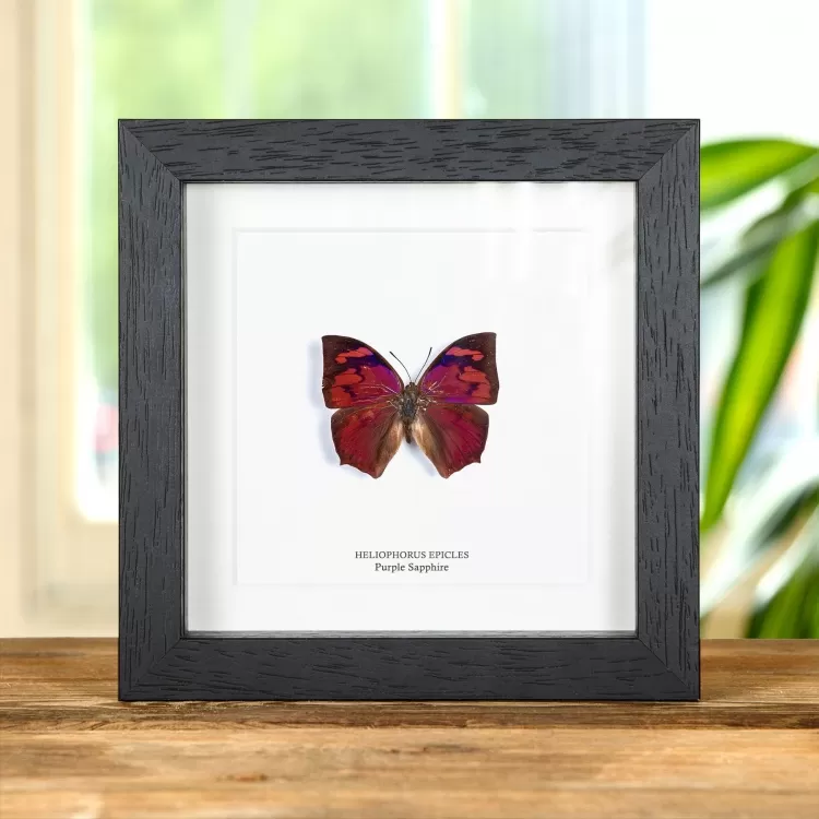 Leaf-wing Butterfly In Box Frame (Anaea riphea)
