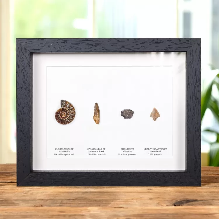 Earth's Historical Timeline Collection In Box Frame