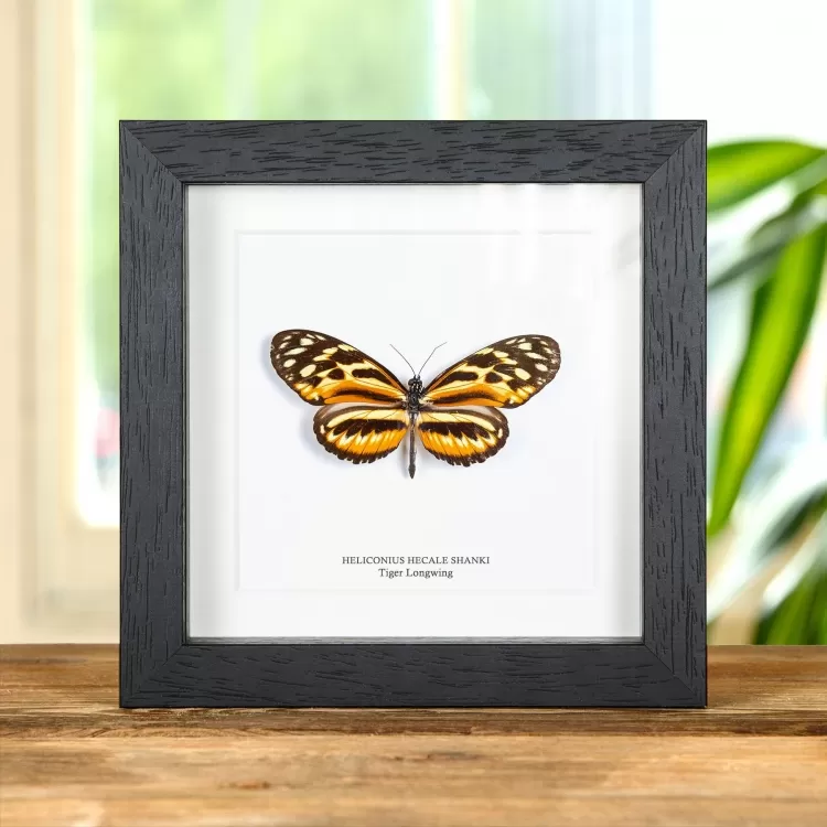 Tiger Longwing Butterfly In Box Frame (Heliconius hecale shanki)
