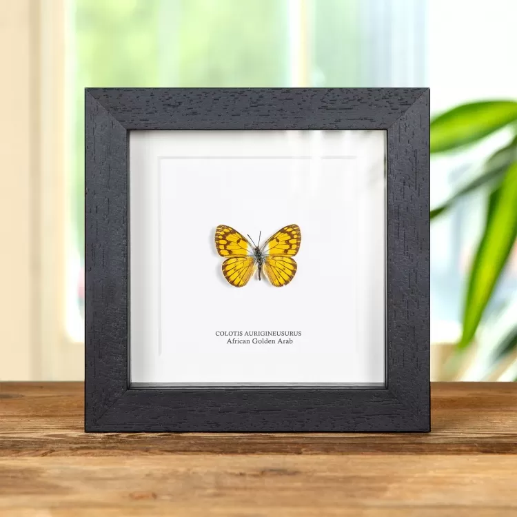 African Golden Arab Butterfly In Box Frame (Colotis aurigineus)