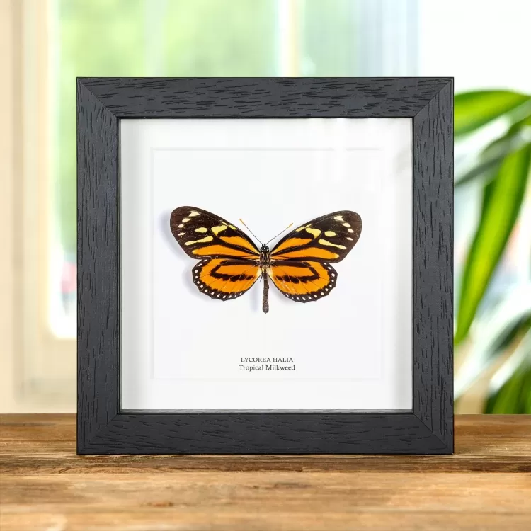Tropical Milkweed Butterfly In Box Frame (Lycorea halia)